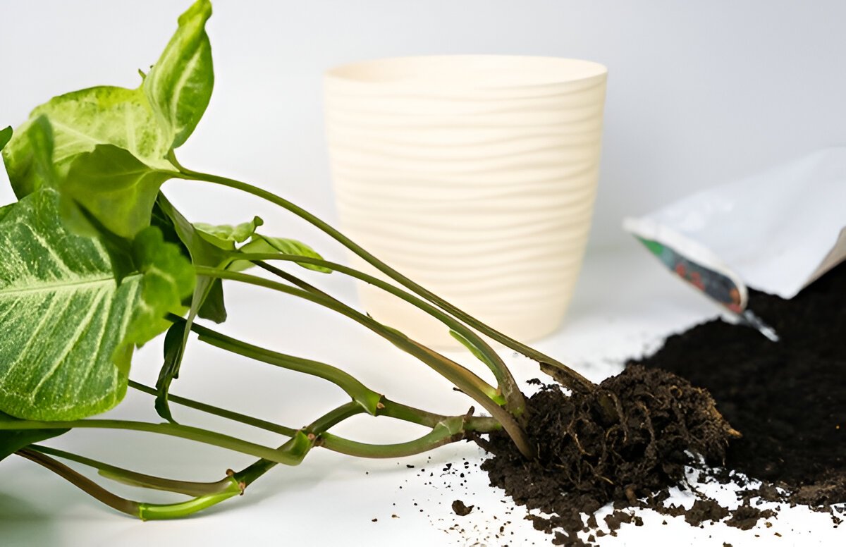 PLANT ORBIT tweet media