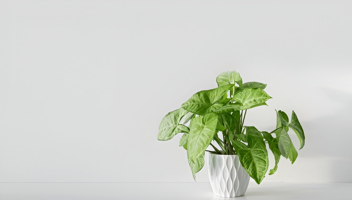 PLANT ORBIT tweet media