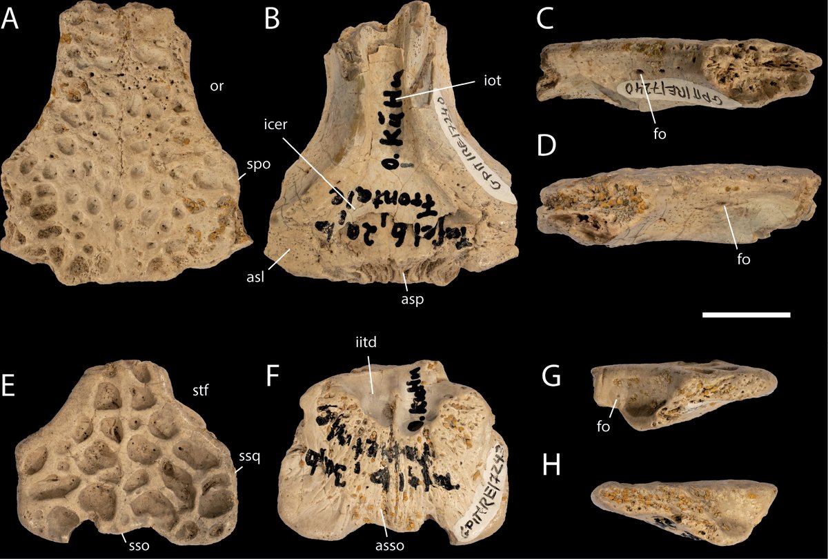 Fossil Record tweet media