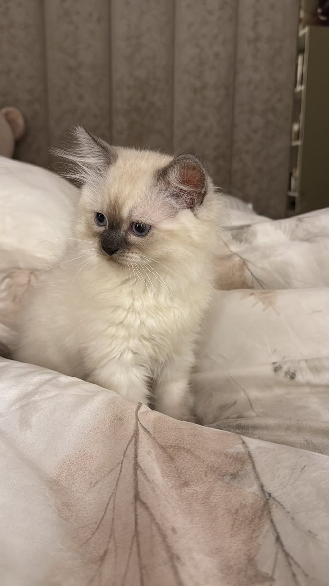 حنين الفيصل | Haneen (@ha14f) on Twitter photo 