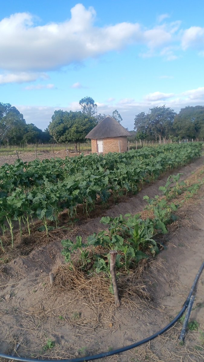 " We live in a rural village in Zimbabwe. We grow our own vegetables so we don’t have to buy them. Don’t leave land idle!"- Daramombe Produce