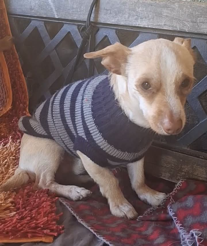 E' TANTO TRISTE!!!!😭
AIUTATELO CON LE CONDIVISIONI!!!! NON COSTA NULLA!!
Ramses è  un dolcissimo maschietto  di 2 anni rinuncia di proprietari. Si trova a Palermo e pesa 5 kg,  ma adottabile al centronord. Compatibile con cani e gatti. Per info 340 5313775 oppure 339 6947257