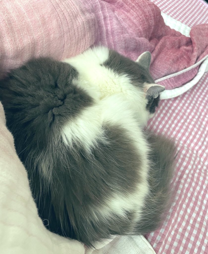 ややや tweet media