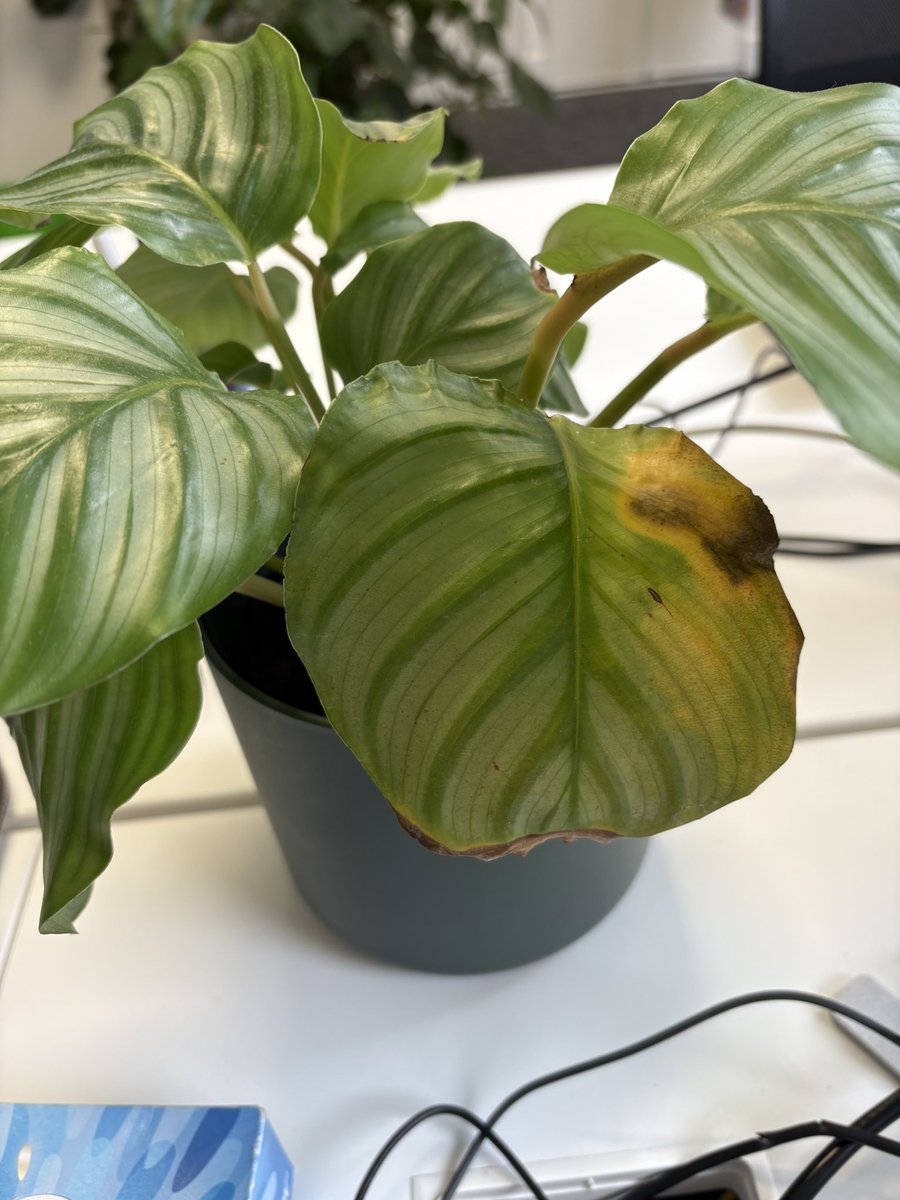 Mthd_dmsn's tweet photo. Help est ce que ça veut dire que ma plante va caner ? C’est la seule feuille qui est comme ça mais je ne sais pas si c’est parce qu’elle manque d’eau ou elle en a trop (ou autre chose) 🫩 https://t.co/xLdtRLjRHC