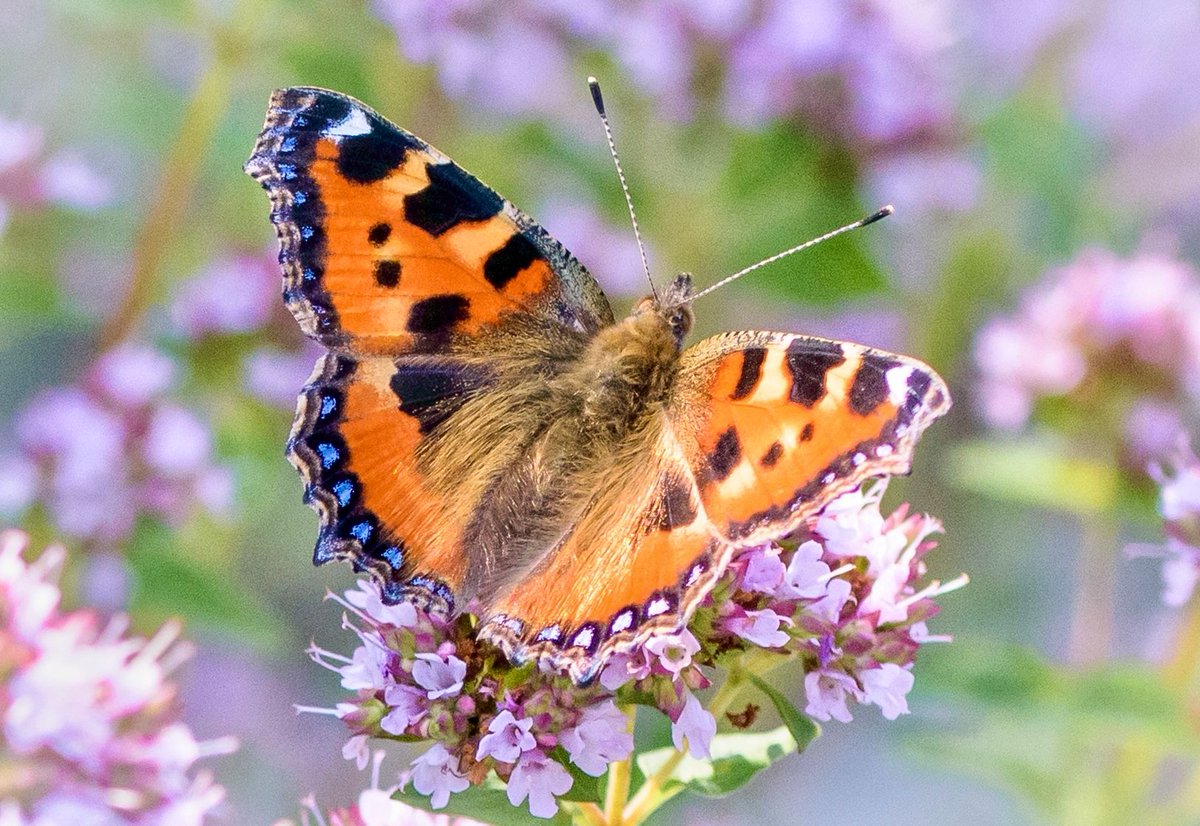 “Happiness is a butterfly, which, when pursued, is always just beyond your grasp, but which, if you will sit down quietly, may alight upon you.” - Nathaniel Hawthorne, American writer (1804-1864). #LegendaryWednesday #nature #happiness
