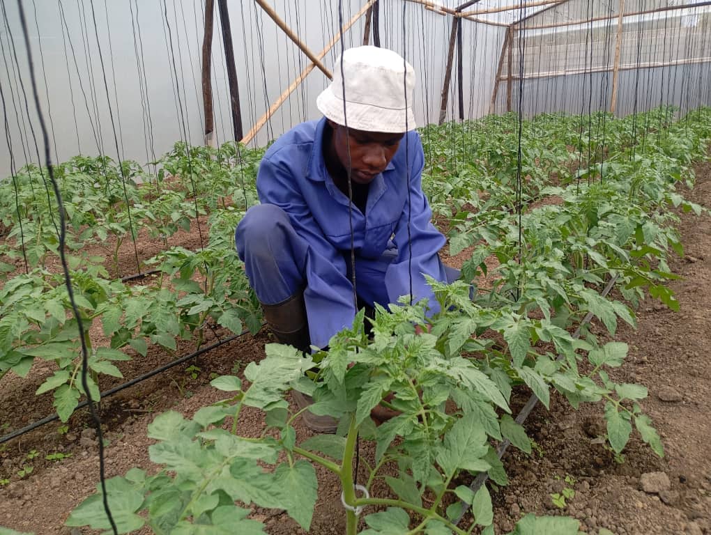 Agriculture isn't just a job - it's a lifestyle. The seeds🌱 you sow, the crops🥬 you reap, and the livestock🐄 you raise all reflect your tireless efforts and devotion.

#WisdomWednesday #SustainableAgriculture #FarmLife #AgriculturalExpertise