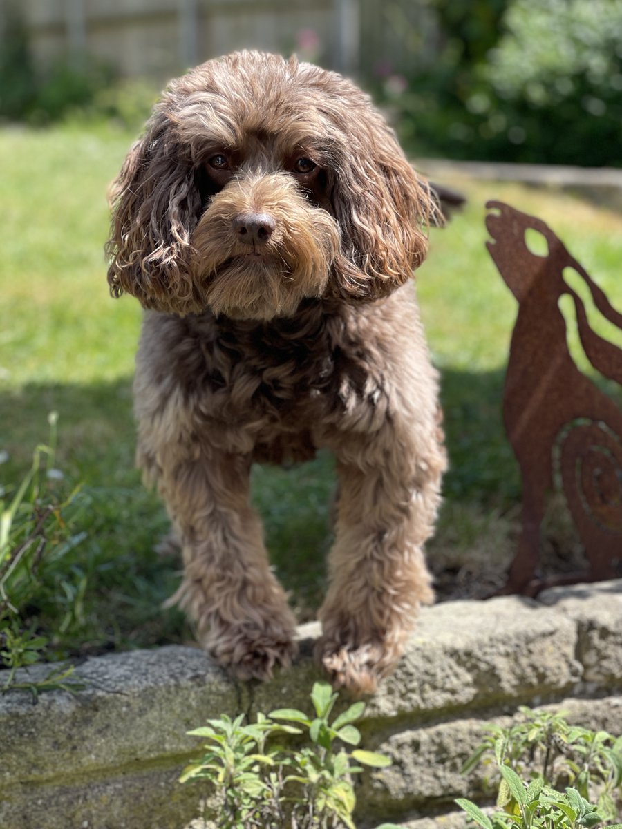 More than companions? We hear from <a href="/ProfPeel/">Elizabeth Peel</a>, <a href="/mattadams0/">Matt Adams</a> and Deborah Wells <a href="/QUBPsych/">QUB - School of Psychology</a> on the shifting focus of human-animal relations research…
[A good one for my dog's birthday…]
bps.org.uk/psychologist/m…