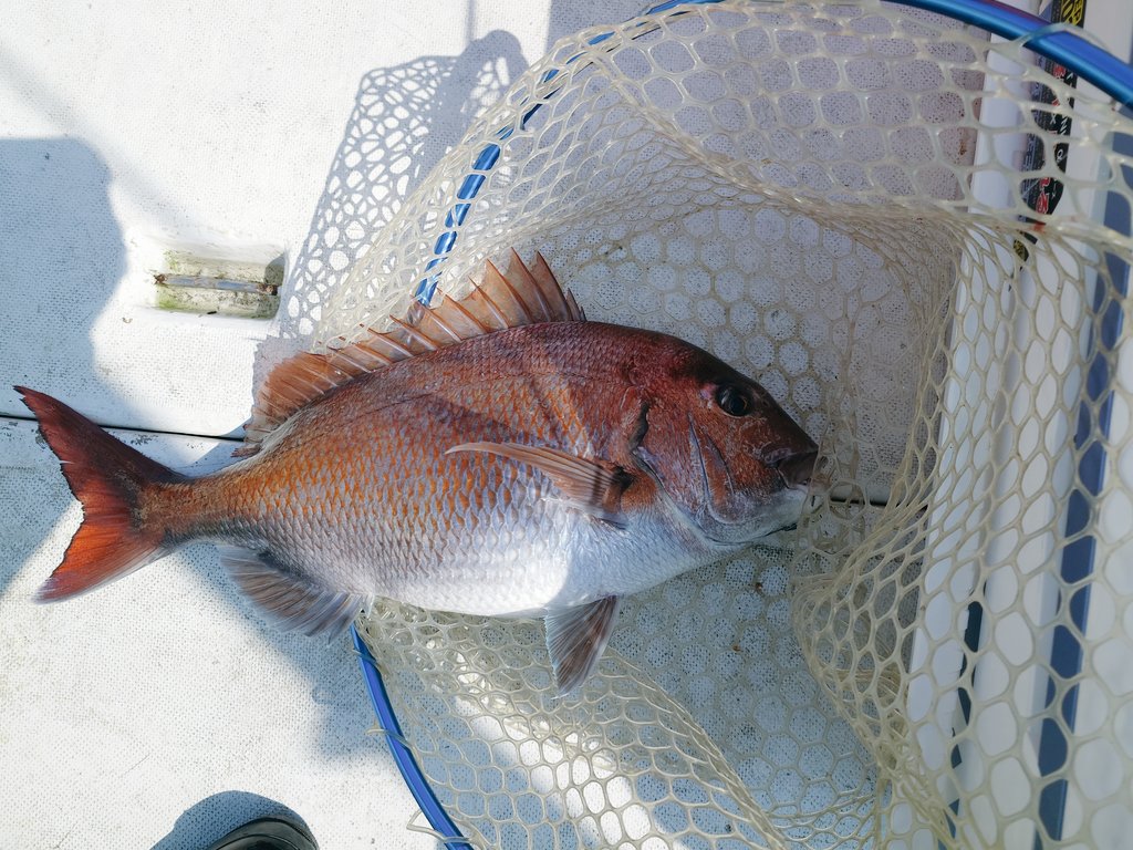 釣りバカの副業パチスロ月収20万生活 tweet media