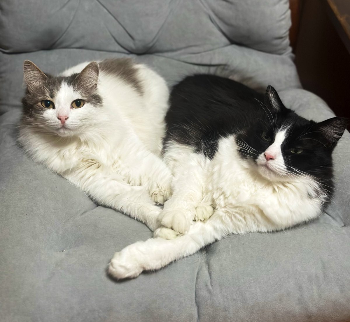 спасти рядового Кукуху tweet media