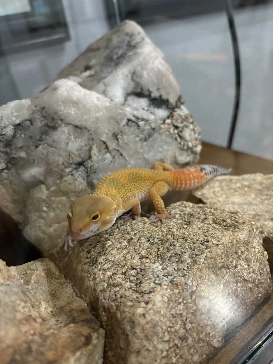 Ryan Priest tweet media