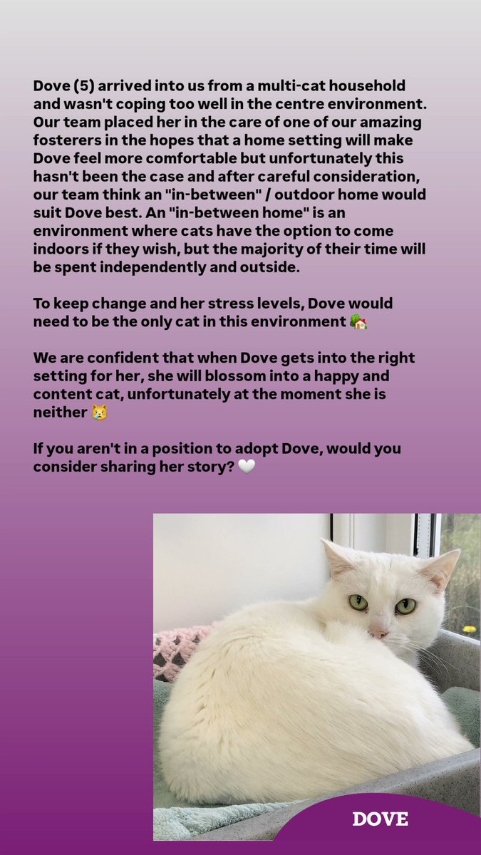 We have a very special story to share... 🕊🐾🤍

If you can offer Dove a home, head over to our website and enquire by clicking the link below 👇🏻
cats.org.uk/findacatform/?…