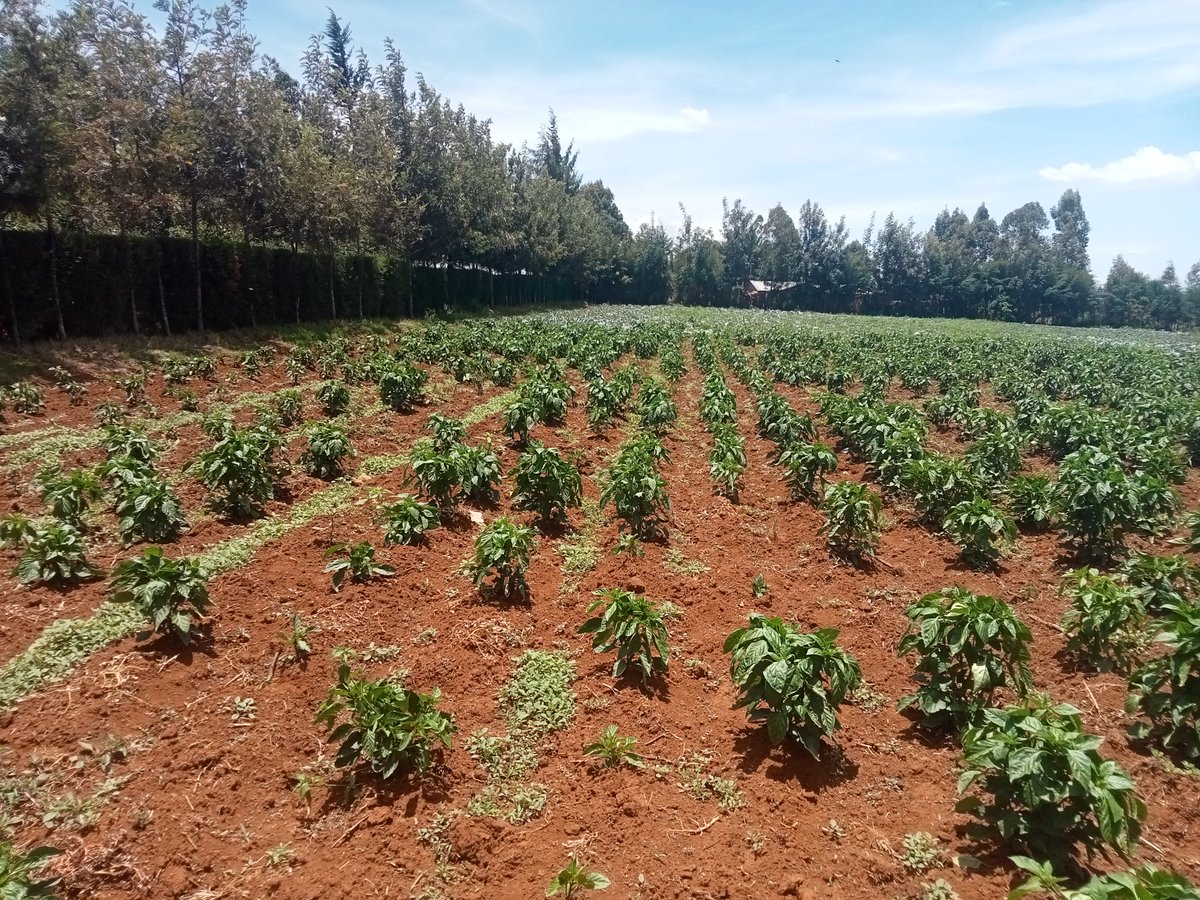FlloCA projects is changing lives of the communities in Uasin Gishu County. There is need for more oversight to ensure resources allocated benefits the community <a href="/TISAKenya/">@TisaKenya</a> <a href="/UGC_csonetwork/">uasingishucivilsocietynetwork</a> <a href="/WorldBank/">World Bank</a>