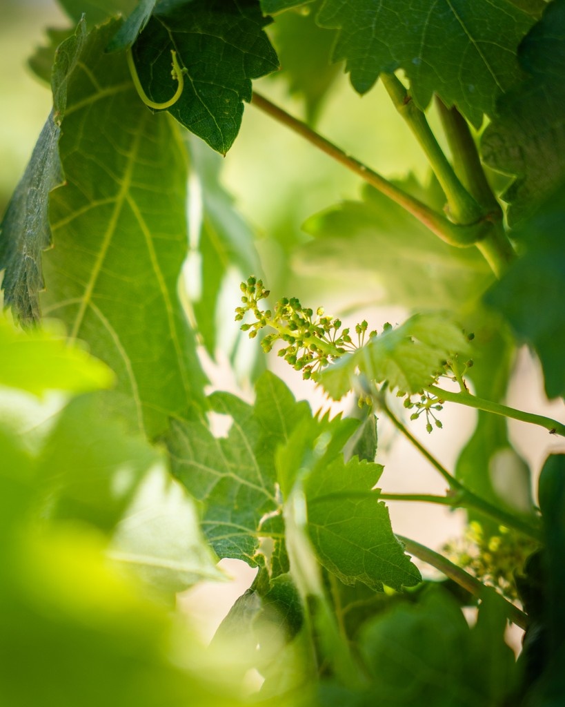 BodegasLozano's tweet photo. 🌿 Ciclo de la vid | #Cuajado 🌿

Así luce nuestro viñedo en Rioja Alavesa a las puertas del verano. Las cepas están en plena fase de cuajado, un momento clave en el que los pequeños racimos empiezan a tomar forma.

📍 Bodegas Lozano | Rioja Alavesa

#Vino #Viñedo #RiojaAlavesa https://t.co/Z2vJ58ena6