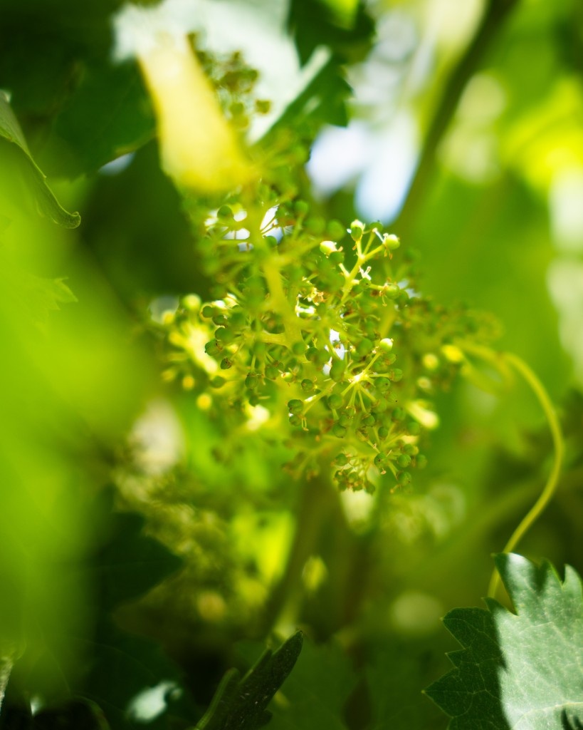 BodegasLozano's tweet photo. 🌿 Ciclo de la vid | #Cuajado 🌿

Así luce nuestro viñedo en Rioja Alavesa a las puertas del verano. Las cepas están en plena fase de cuajado, un momento clave en el que los pequeños racimos empiezan a tomar forma.

📍 Bodegas Lozano | Rioja Alavesa

#Vino #Viñedo #RiojaAlavesa https://t.co/Z2vJ58ena6