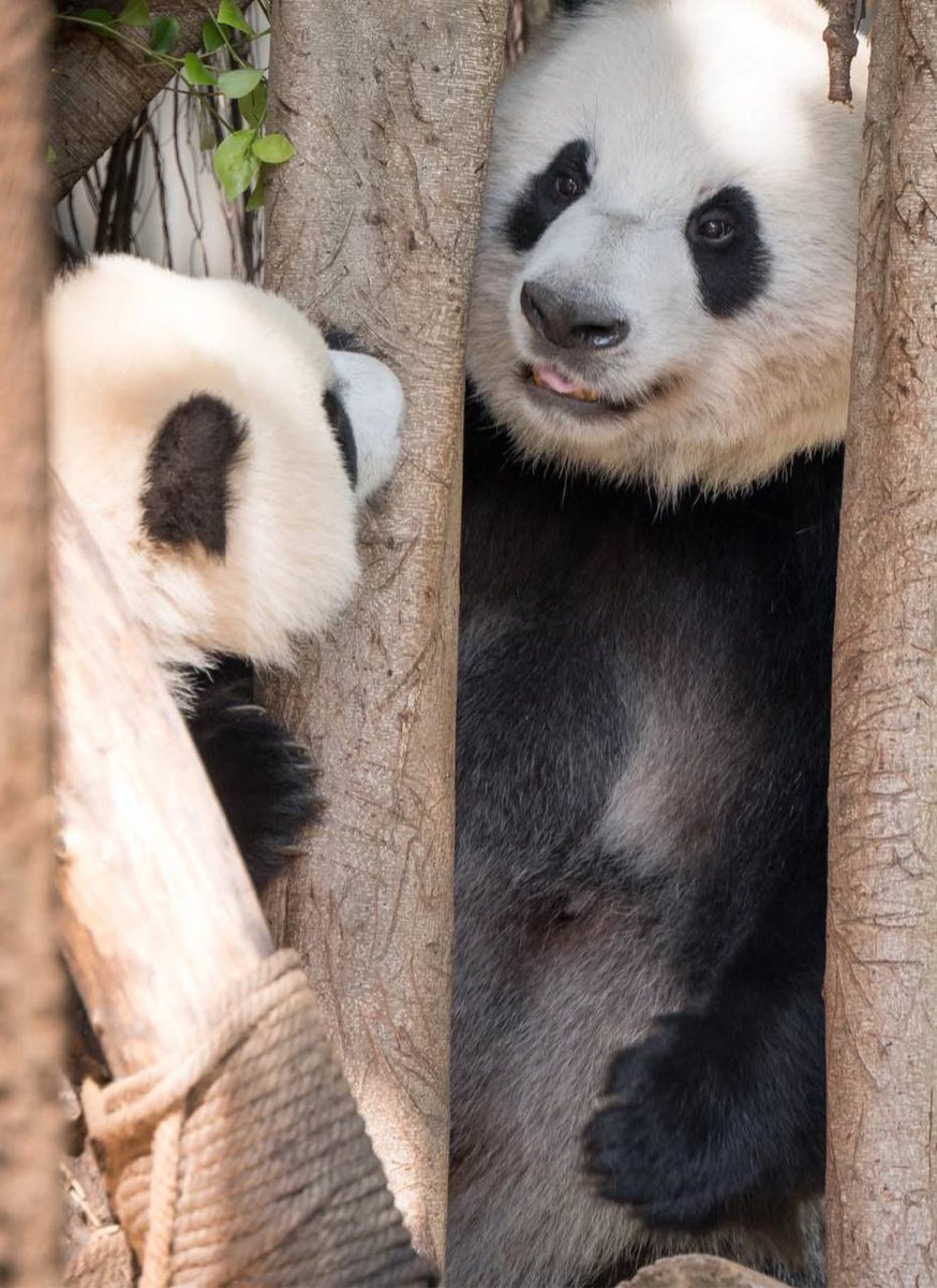 Soon.. Notis On 👀
#LingYang