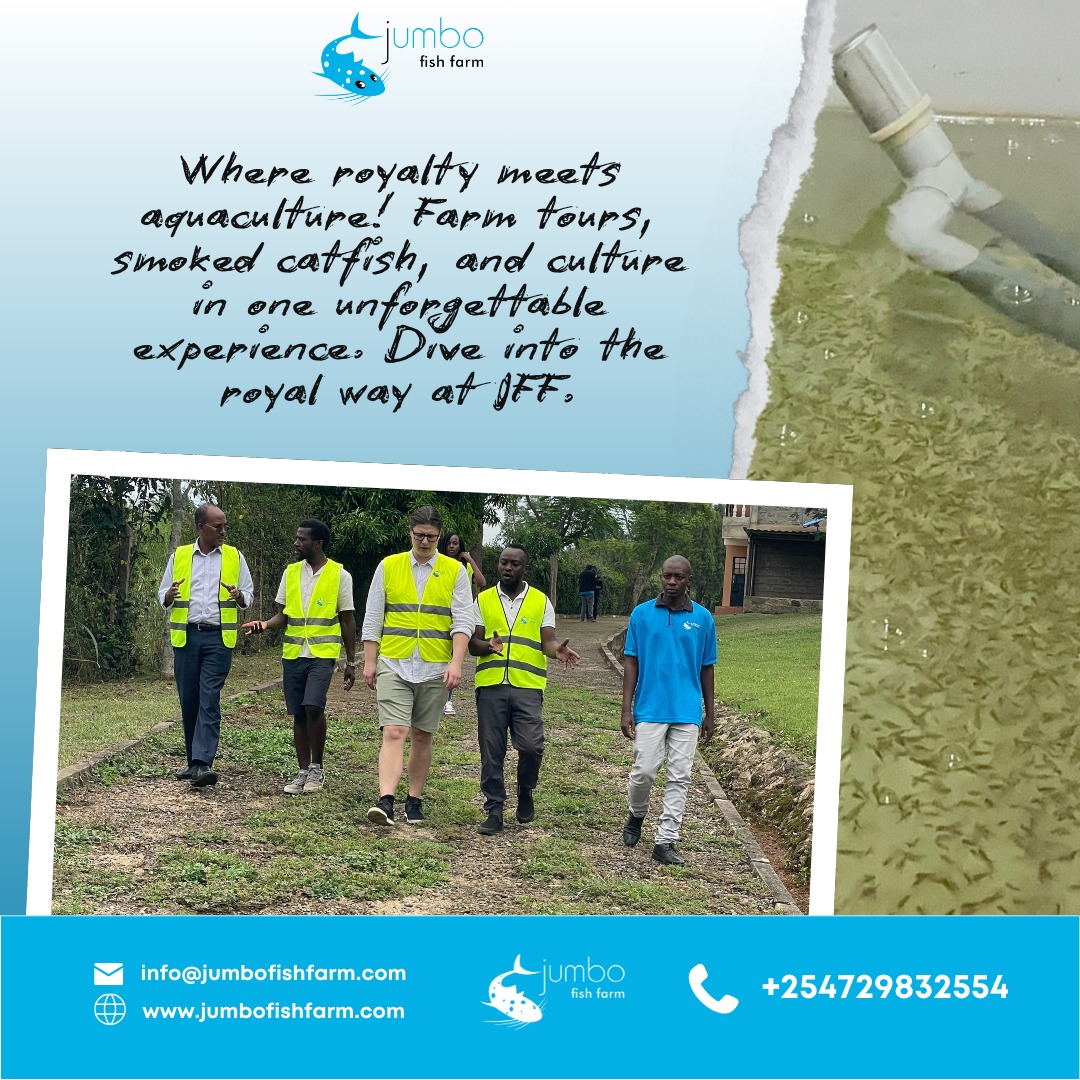 Experience the best of Jumbo Fish Farm—a blend of farm tours, smoked catfish delicacies, and rich cultural insights!

#jumbofishfarm #aquaculture #smokedcatfish #farmtours #sustainablefarming