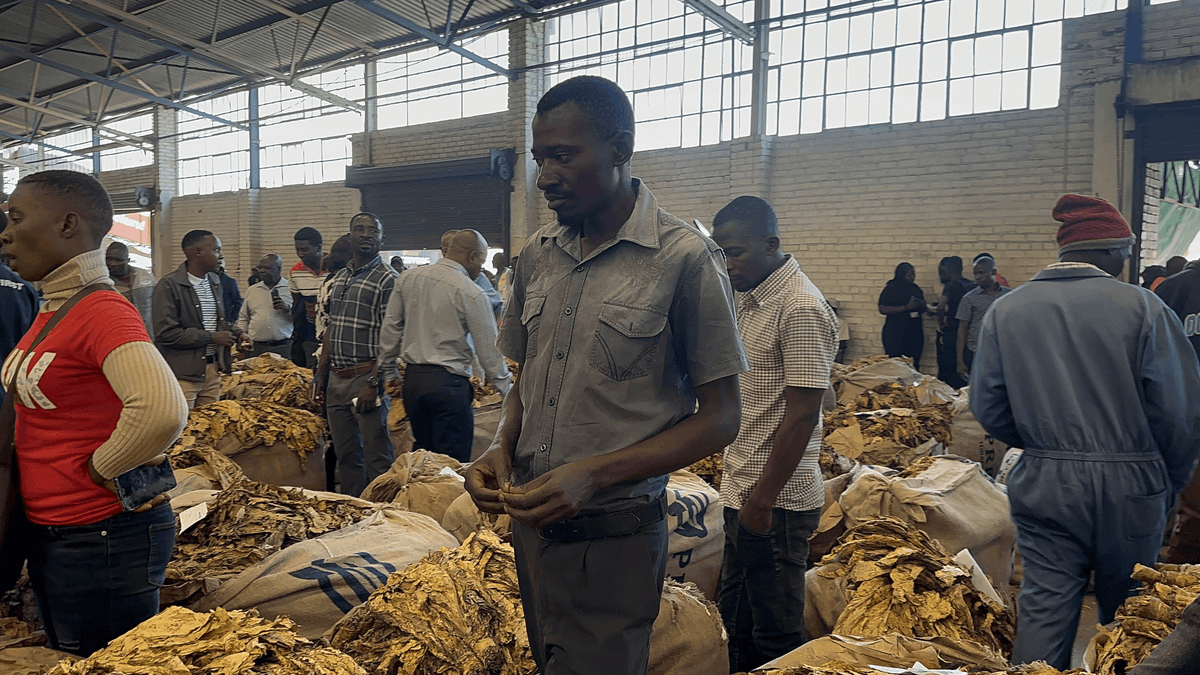 timb_zw's tweet photo. No children are allowed in tobacco handling facilities. We are protecting our future, one child at a time! 🌟👶Let's work together to eliminate child and forced labor!

#ChildLabourFree #SustainableFarming #GoldenLeaf #Tobacco #Marketing #Farming #Success #Tips #Afternoon #Agriculture #season #promotion #sustainability #news #ESG #discounts #values #viralpost2025シ #facebookviral #trendingnow #morning #leafs #grading #presentation #marketing #success #agriculture #earnings  #NewsUpdates