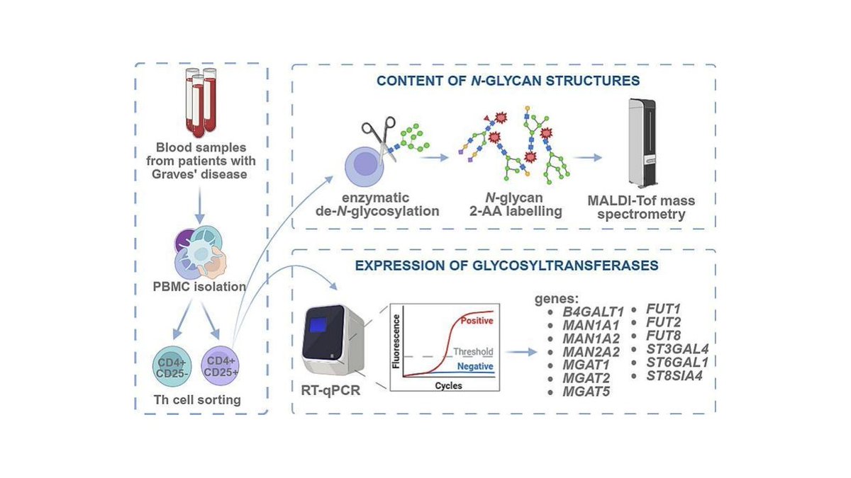 Marcin Czerwinski (@czerwinsmarcin) on Twitter photo N-glycosylation of CD4+ T cells in Graves' Disease: complex/high-Man differences between CD4+CD25− and CD4+CD25- cells influenced by MGAT5 and FUT8 expression.
<a href="/PLinkLenczowski/">Pawel Link-Lenczowski</a> tinyurl.com/y4zzx4ye
#glycotime N-glycosylation of CD4+ T cells in Graves' Disease: complex/high-Man differences between CD4+CD25− and CD4+CD25- cells influenced by MGAT5 and FUT8 expression.
<a href="/PLinkLenczowski/">Pawel Link-Lenczowski</a> tinyurl.com/y4zzx4ye
#glycotime