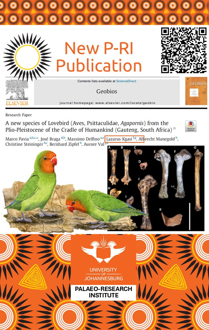 UJ Palaeo-Research Institute (@ujpalaeo) on Twitter photo Today's publication spotlight is on L. Kgasi for co-authoring an article: A new species of Lovebird (Aves, Psittaculidae, Agapornis) from the Plio-Pleistocene of the Cradle of Humankind (Gauteng, South Africa).
Pavia et al. 2025: sciencedirect.com/science/articlā¦
<a href="/go2uj/">University of Johannesburg</a>
<a href="/UjHumanities/">UJ Faculty of Humanities</a> Today's publication spotlight is on L. Kgasi for co-authoring an article: A new species of Lovebird (Aves, Psittaculidae, Agapornis) from the Plio-Pleistocene of the Cradle of Humankind (Gauteng, South Africa).
Pavia et al. 2025: sciencedirect.com/science/articlā¦
<a href="/go2uj/">University of Johannesburg</a>
<a href="/UjHumanities/">UJ Faculty of Humanities</a>