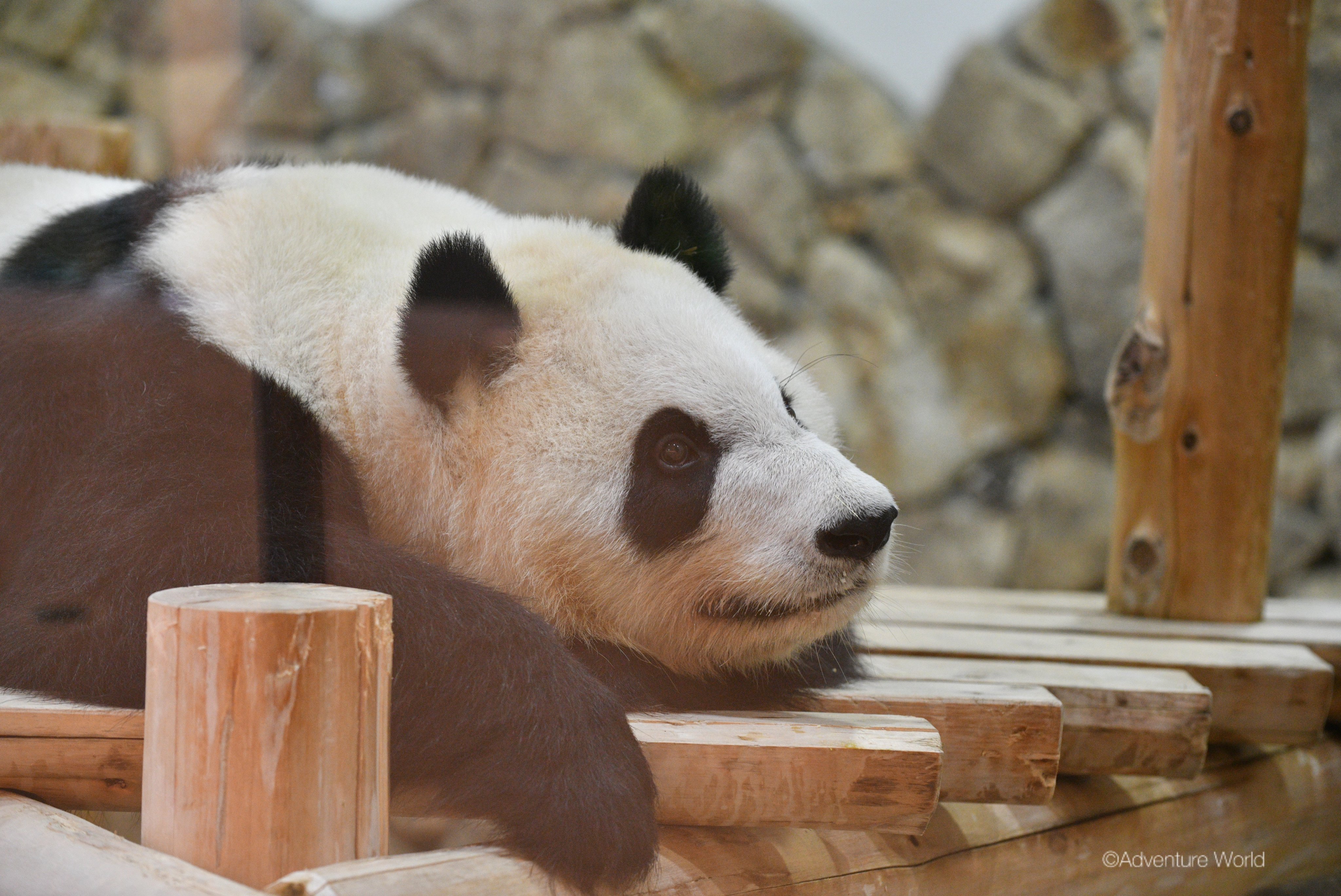 パンダ 8点おまとめリクエスト Pandas] Fans staying at the hotel for over two weeks and