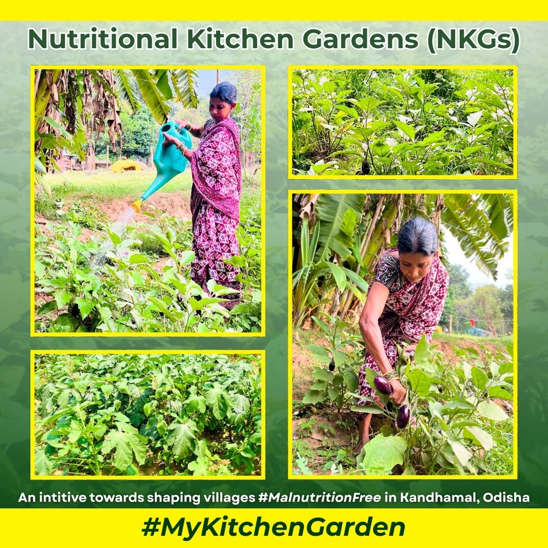 JSMKandhamal's tweet photo. #NKGs – Nutritional Kitchen Gardens, an initiative aimed towards shaping villages #MalnutritionFree by enabling families to grow their own vegetables in their backyards.
Dear @krushibibhag, #NKGs deserve support to include more #Communities
#MyKitchenGarden #SupportForNKGs #SDGs https://t.co/AlS6KF2Vpw