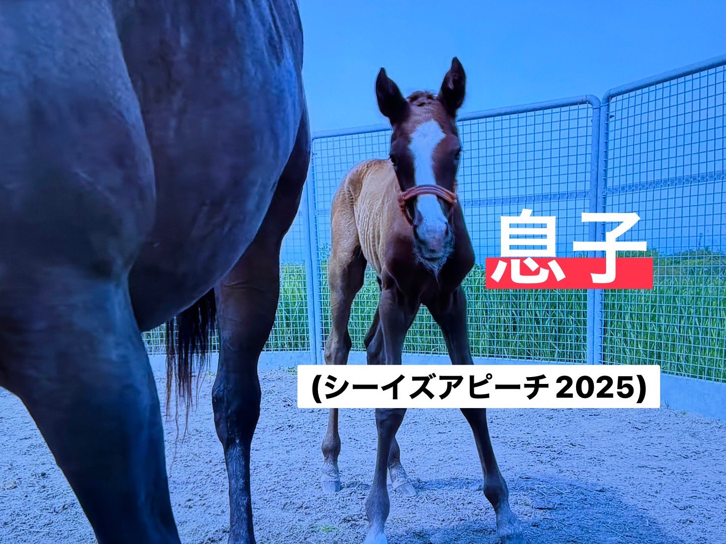 ごるし メーカー在庫あり】 スズキ純正 ミラーアツシ リヤビユー レフト