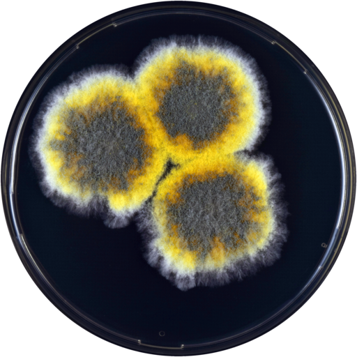 Just a couple of days left to nominate someone for a BMS award! Help us recognise &amp; celebrate outstanding contributions to fungal biology #research, field #mycology and #conservation, or fungal #outreach. Nomination deadline: 31 May ➡️britmycolsoc.org.uk/awards.html
#fungi #Awards