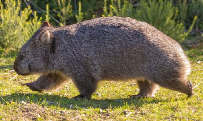 Writing Wombat (@wombatwalking) on Twitter photo Time to get a wriggle on. It's #WombatWednesday. If you read the story on Saturday do you
think I should do a wombat story?
<a href="/millyfromoz/">MillyCat ๐ and RovyCat ๐ฆ๐บ</a> <a href="/Miezebiene/">โฎ๏ธ๐บ๐ฆ Phoebe, Juno and their human Sabine</a> <a href="/madridnantes/">Maria Simon</a> <a href="/PuddlesO/">Miss Kona & Puddles (her hoom)</a> <a href="/kirstym53/">Smudge and ๐ Angel Maggie</a> <a href="/scruffkit/">Siblings of Scruffkit</a> <a href="/JoyceTurkington/">Big Smudger and tiny Pixie</a>
<a href="/AmbassacatBXL/">Titi</a> <a href="/Eliot01375004/">Eliot, big brofur of Atwood & Borys ๐ฆ๐บ ๐บ๐ฆ</a> Time to get a wriggle on. It's #WombatWednesday. If you read the story on Saturday do you
think I should do a wombat story?
<a href="/millyfromoz/">MillyCat ๐ and RovyCat ๐ฆ๐บ</a> <a href="/Miezebiene/">โฎ๏ธ๐บ๐ฆ Phoebe, Juno and their human Sabine</a> <a href="/madridnantes/">Maria Simon</a> <a href="/PuddlesO/">Miss Kona & Puddles (her hoom)</a> <a href="/kirstym53/">Smudge and ๐ Angel Maggie</a> <a href="/scruffkit/">Siblings of Scruffkit</a> <a href="/JoyceTurkington/">Big Smudger and tiny Pixie</a>
<a href="/AmbassacatBXL/">Titi</a> <a href="/Eliot01375004/">Eliot, big brofur of Atwood & Borys ๐ฆ๐บ ๐บ๐ฆ</a>
