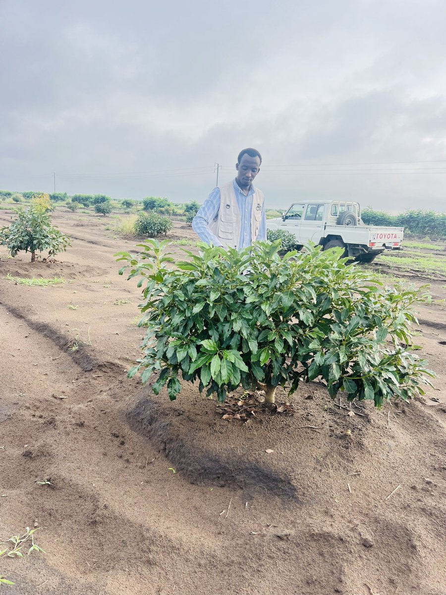 Ruvusha_Israel's tweet image. #HassAvocado #700ha
Agriculture improves the quality of life in rural areas through increased income and employment opportunities.