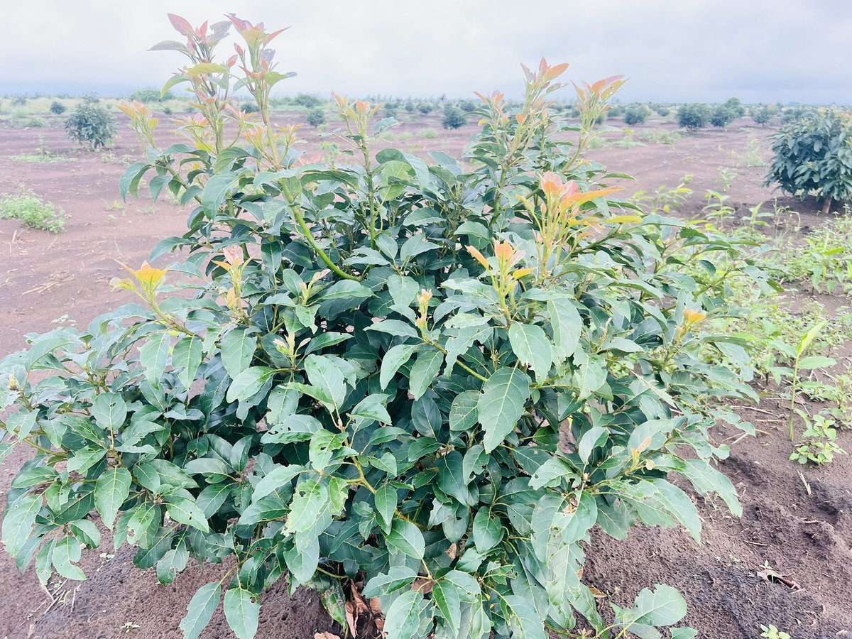 Ruvusha_Israel's tweet image. #HassAvocado #700ha
Agriculture improves the quality of life in rural areas through increased income and employment opportunities.