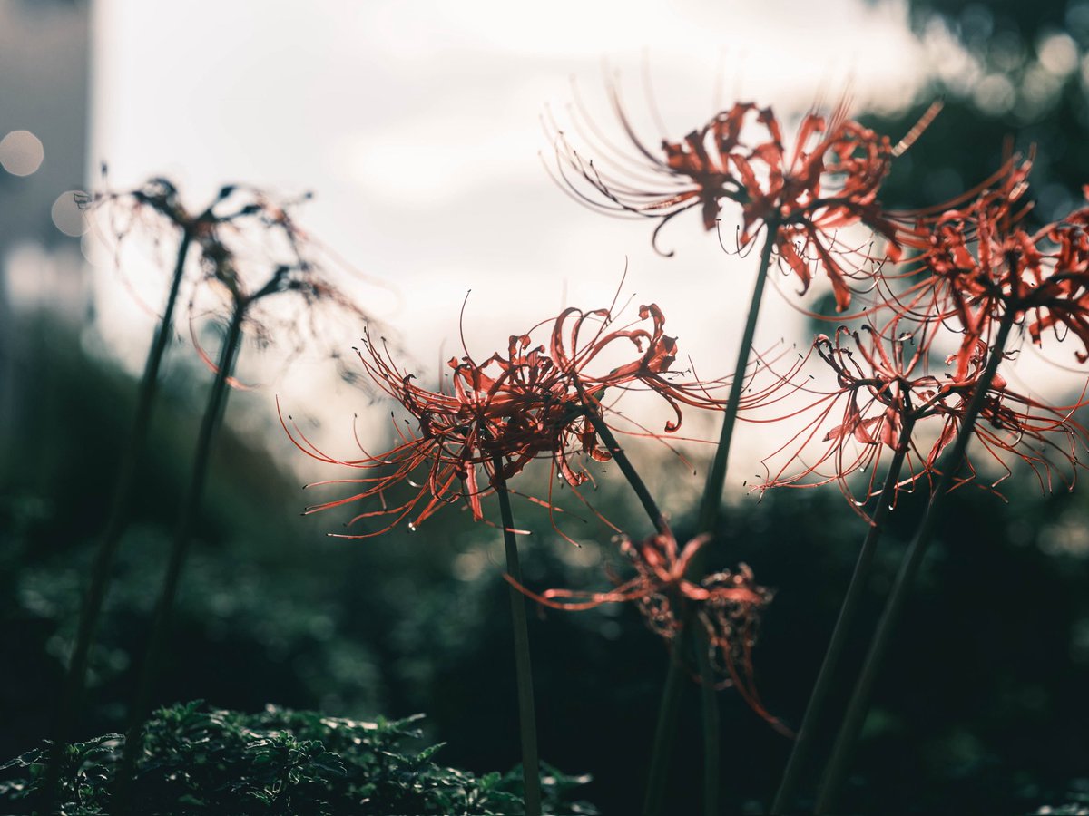 自由に楽しんで撮れればそれが幸せ