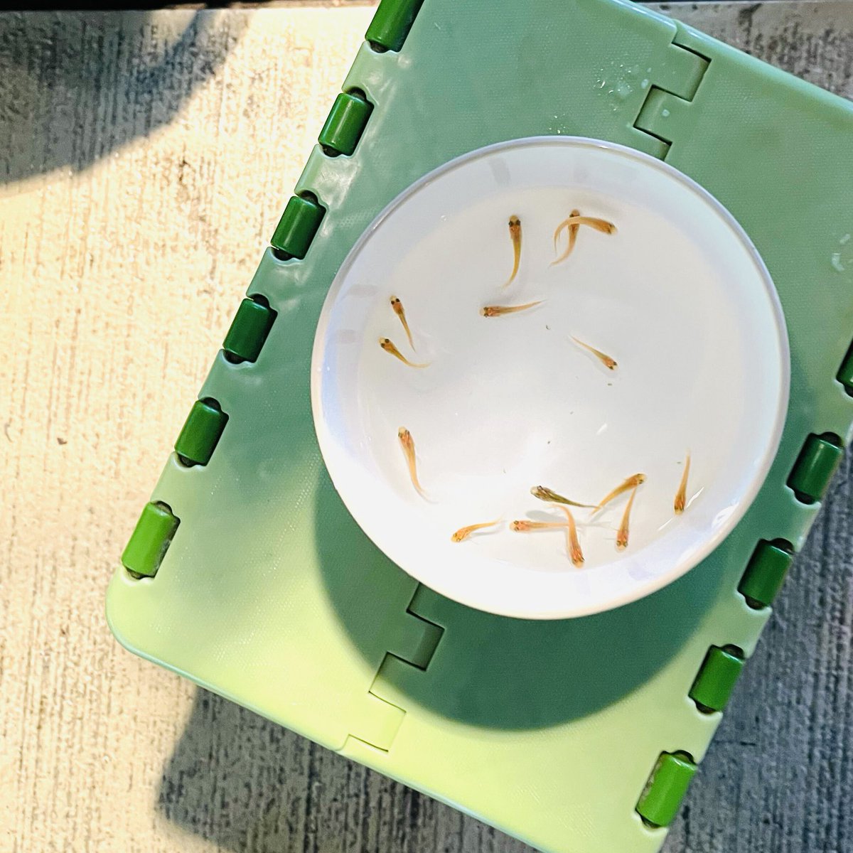 【メダカで地域とつながる🩵】
地域のイベントでメダカすくいを出店しました！

小さなお子さんからご高齢の方までたくさんの方に楽しんでいただくことができました✨

最高記録はなんと15匹🐟メダカ名人が誕生しました！
メダカを通して地域の方々と関わることができました🤝
＃メダカ
＃たすく