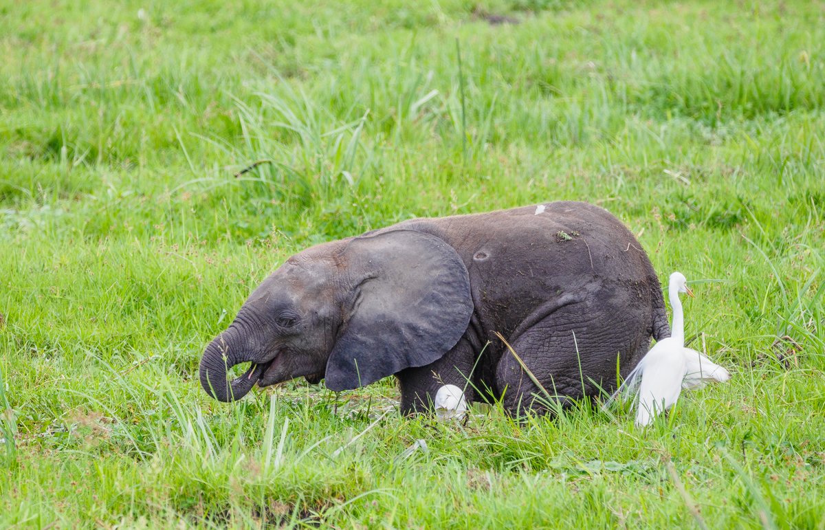 Elephants &amp; birds — unlikely friends, perfectly in sync. 🐘🕊️
One walks with power, the other glides with grace.
Together, they move through the wild in quiet harmony — a reminder that nature always knows how to balance itself.
