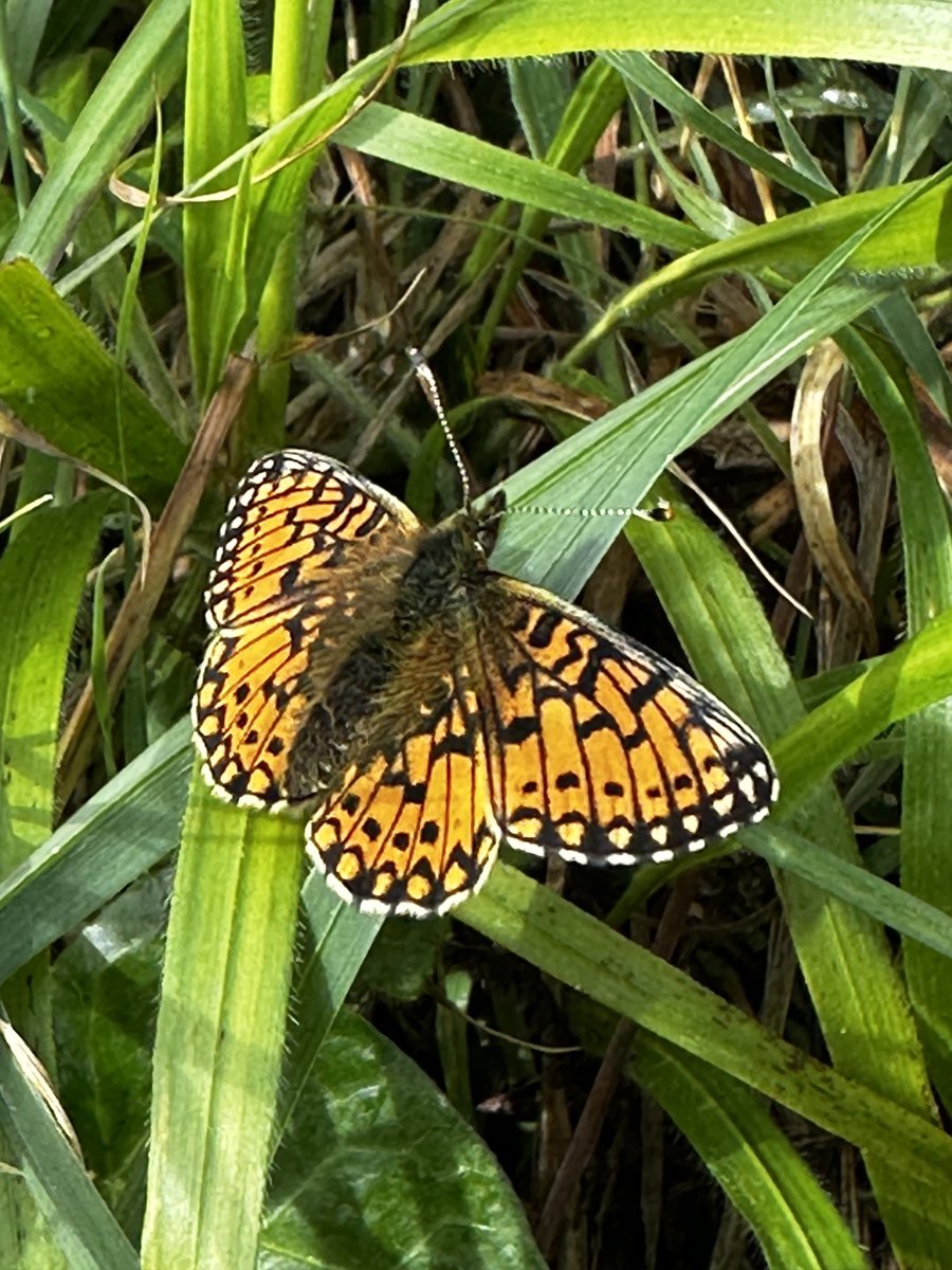 markdeeble1's tweet image. Wonderful to see a small pearl-bordered fritillary this morning. They are becoming increasingly rare. Their larvae feed on violets and we’ve had swathes of them this spring, so hoping to see more of these wonderful butterflies next year.