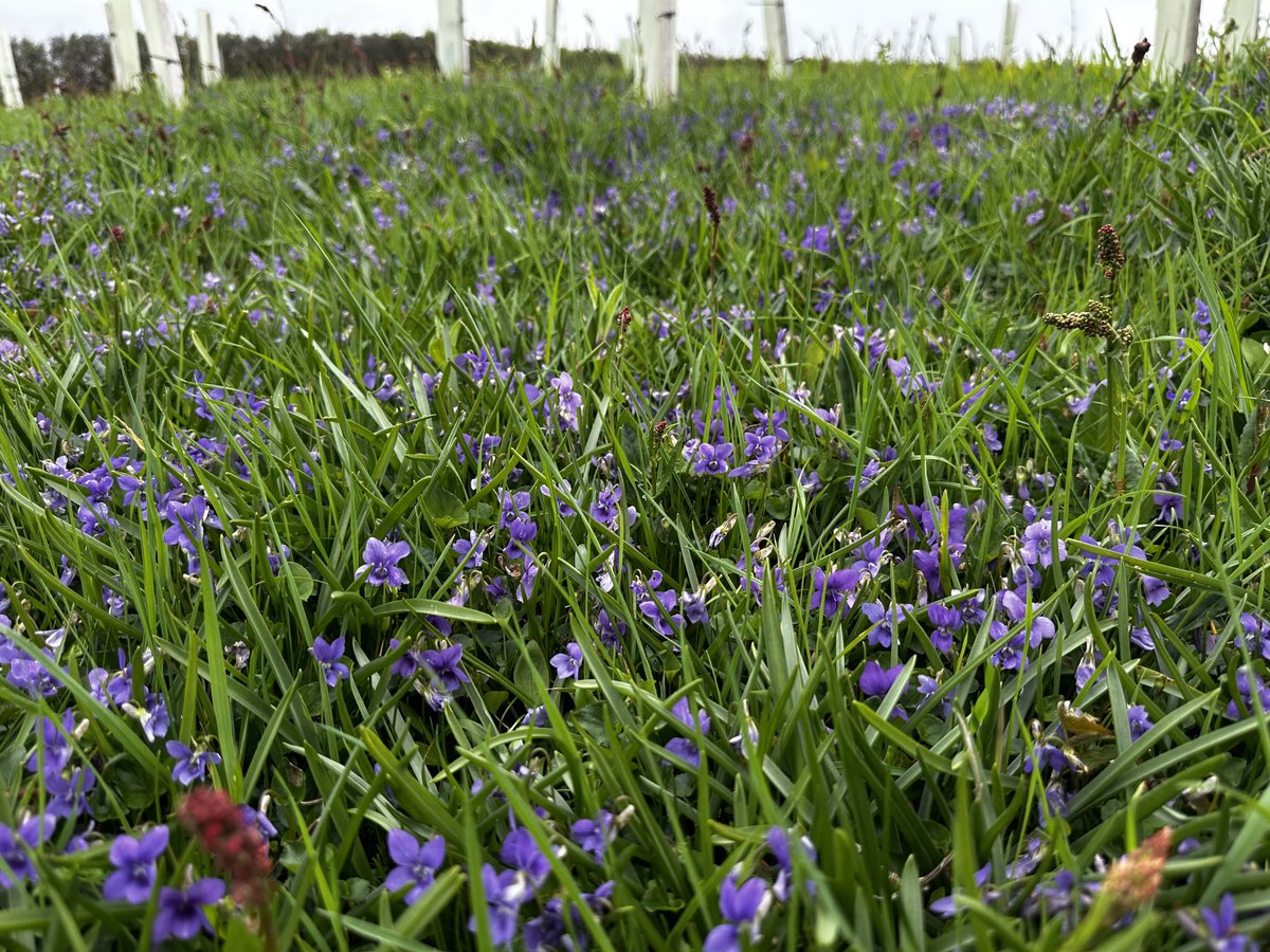 markdeeble1's tweet image. Wonderful to see a small pearl-bordered fritillary this morning. They are becoming increasingly rare. Their larvae feed on violets and we’ve had swathes of them this spring, so hoping to see more of these wonderful butterflies next year.
