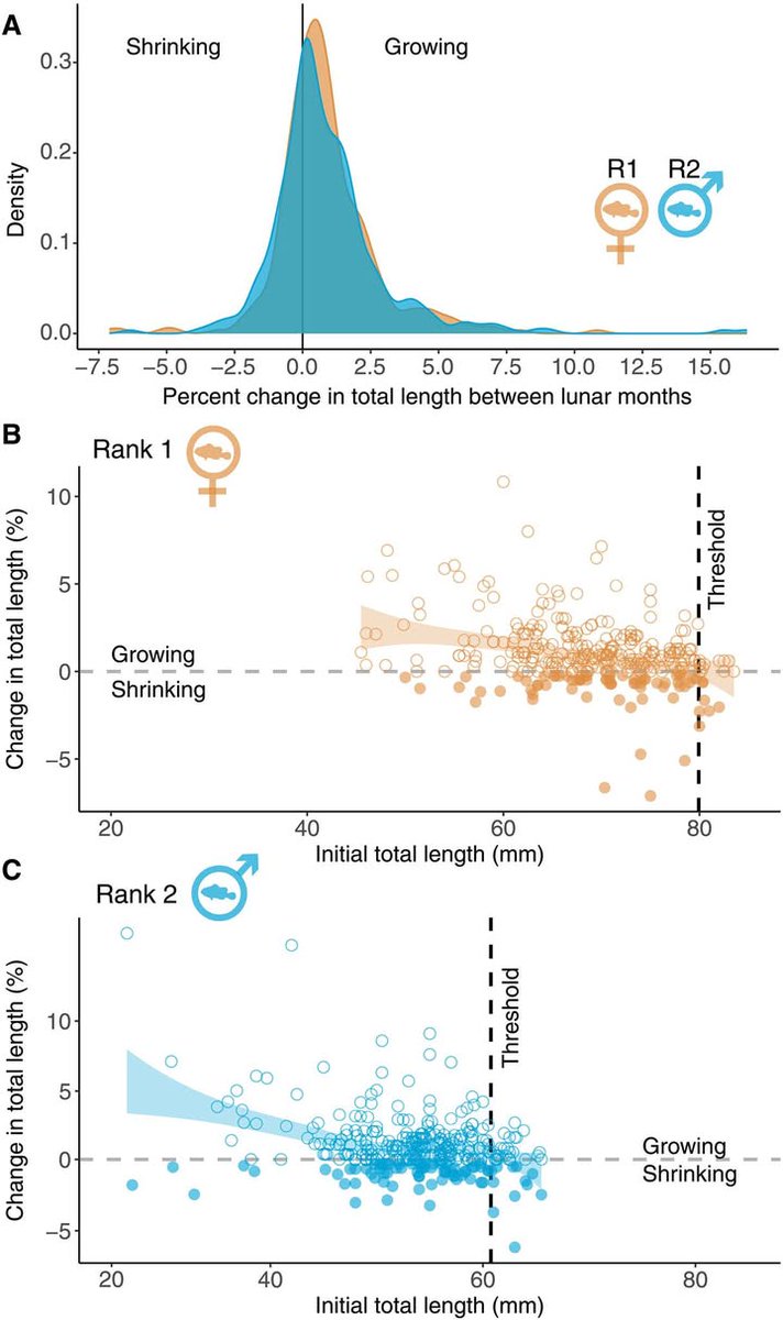 Science Magazine (@sciencemagazine) on Twitter photo Clownfish shrink in response to extreme heat, which boosts their ability to survive marine heatwaves, according to new observations in <a href="/ScienceAdvances/">Science Advances</a>. scim.ag/4k2wt5D Clownfish shrink in response to extreme heat, which boosts their ability to survive marine heatwaves, according to new observations in <a href="/ScienceAdvances/">Science Advances</a>. scim.ag/4k2wt5D