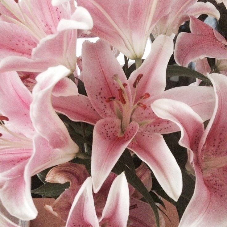 #the one tweet media