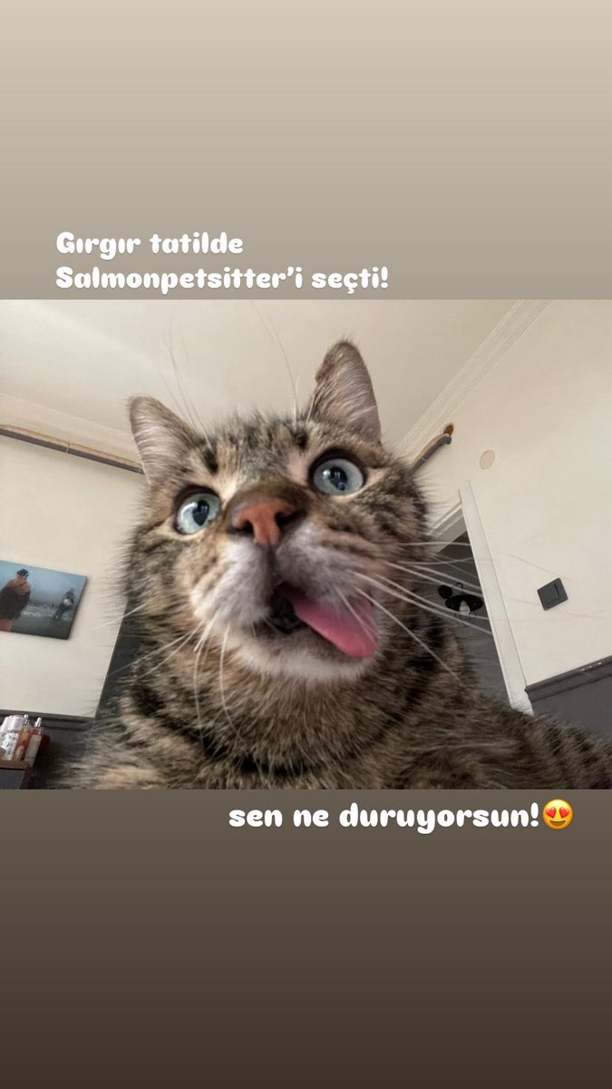 Bayram için petsitter arayanlar hala boşluğum var🫠 5 yıldan fazladır bu işi yapıyorum, sayesinde de bir sürü sokak kedisi tedavi ettirip bakımlarını yaptım. Veteriner teknikeriyim. Beni elden ele paylaşır mısınız❤️ İstanbul Avrupa - Anadolu