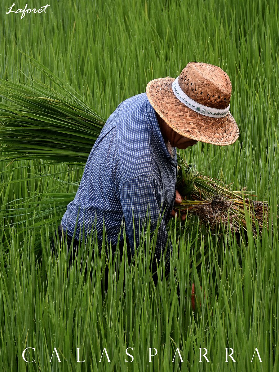 👨‍🌾🌾 Orgullo de nuestras raíces

Los agricultores son guardianes de una tradición que se ha transmitido generación tras generación, con manos curtidas por el sol y el agua del Río Segura 💚

📸 Pedro Laforet 

#DOPCalasparra 🌾 #CulturaAgrícola 👨‍🌾 #TradiciónConSabor