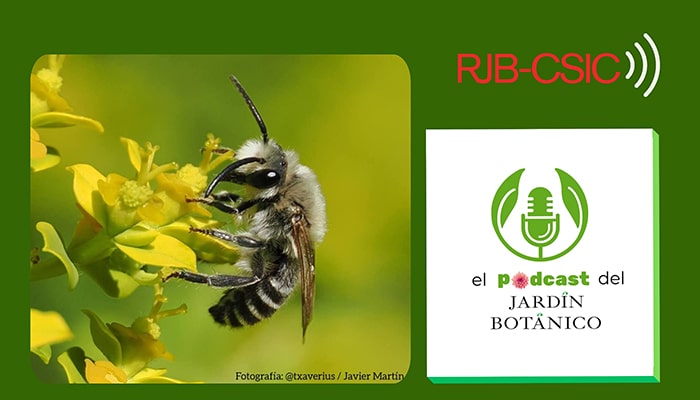 🎙️ 12º episodio de 'El pódcast del <a href="/RJBOTANICO/">REAL JARDÍN BOTÁNICO</a>': monográfico del proyecto “Abejas silvestres y otros polinizadores de nuestras zonas verdes” que coordina <a href="/clara_vignolo/">Clara</a> desde el RJB-<a href="/CSIC/">CSIC</a> 
Col.: <a href="/FECYT_Ciencia/">FECYT</a> 
rjb.csic.es/las-abejas-sil…