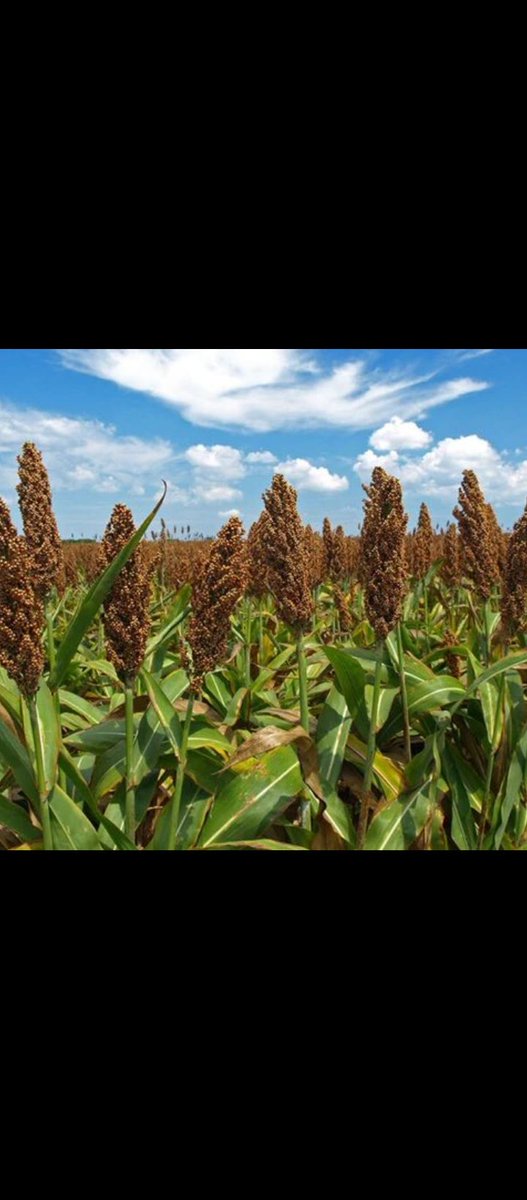 BananizaT's tweet photo. Millets is good and healthy, it's grows everywhere and lower cost,let grows it everywhere! https://t.co/N6MnJpYqJ5