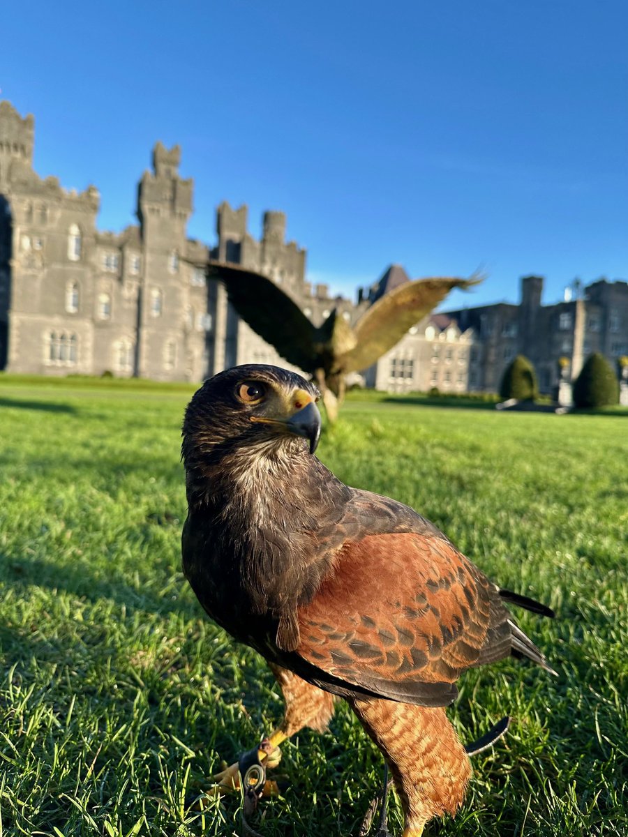 Falconry's tweet image. Acorn in the sunlight at Ashford Castle….