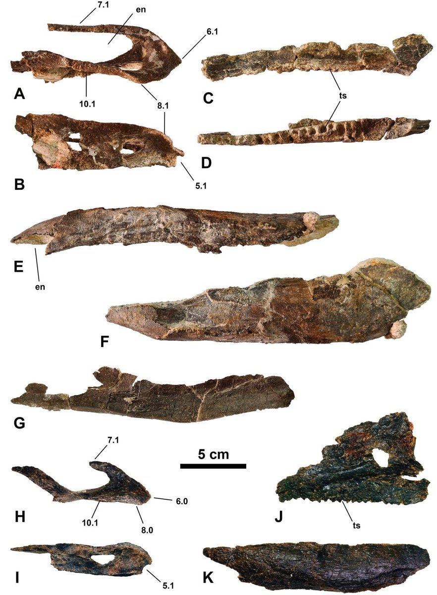 Pedro Mocho 🏳️🌈🦕 (@pd_mocho) on Twitter photo Our collegues from <a href="/Funda_Dinopolis/">Fundación Dinópolis</a> studied a skull of Dacentrurus armatus from #Spain: "New insights into the phylogeny and skull evolution of stegosaurian #dinosaurs : An extraordinary cranium from the European Late #Jurassic (Dinosauria: Stegosauria)"
doi.org/10.3897/vz.75.… Our collegues from <a href="/Funda_Dinopolis/">Fundación Dinópolis</a> studied a skull of Dacentrurus armatus from #Spain: "New insights into the phylogeny and skull evolution of stegosaurian #dinosaurs : An extraordinary cranium from the European Late #Jurassic (Dinosauria: Stegosauria)"
doi.org/10.3897/vz.75.…