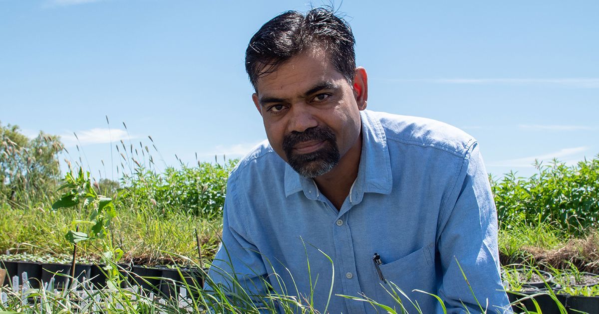 Is Phalaris becoming harder to control? 

Prof Bhagirath Chauhan, UQ, says Phalaris with resistance to Group 1 and 2 herbicides is becoming more prevalent in the northern region. He’s been trialling control options in wheat and chickpea.
buff.ly/gJq6U4H