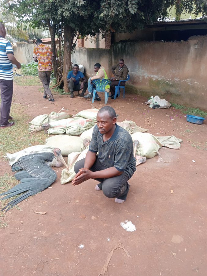 The biggest thigh chicken seller in Lukaya has been caught with his secret to big chicken thighs