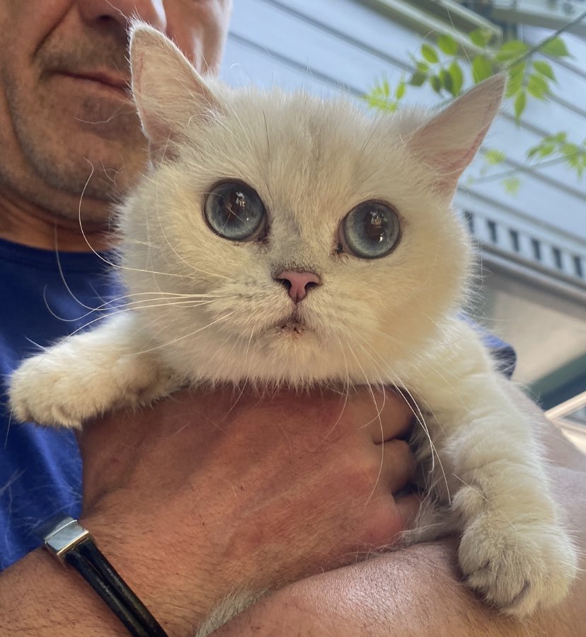 Animeden falan çıkmış gibi böyle bir yaratık ömrümde görmedim çok çok güzel bir şey. Değer bilecek, iyi bakacak ve terk etmeyecek bir aile çıkar diye ümit ediyorum 💕 İstanbul