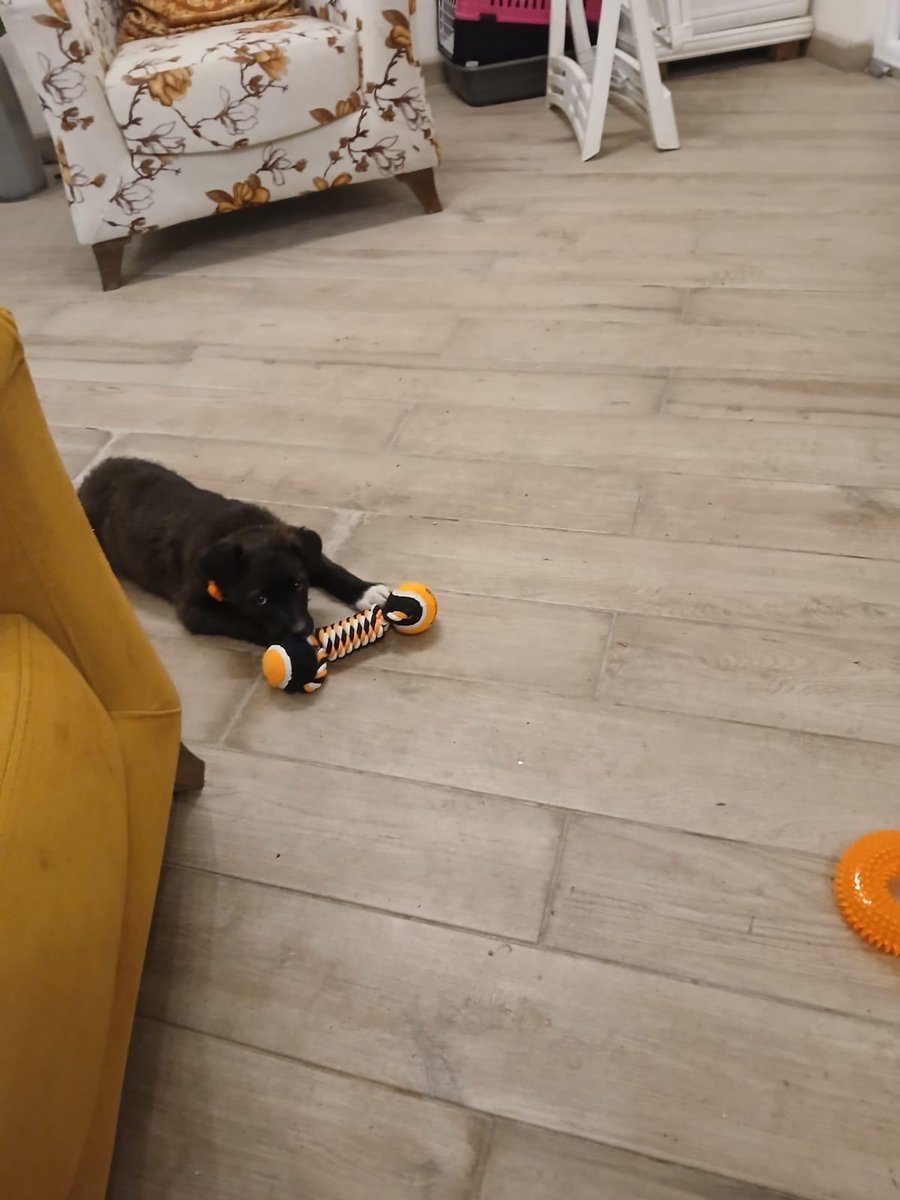 Every share &amp; every donation brings me closer to saving this puppy’s life. If I can’t bring him home, sadly he will be killed. Please help if you can! 🙏

Monty is now with a temporary foster for the next 2 days while we find someone who can care for him for the next few months.