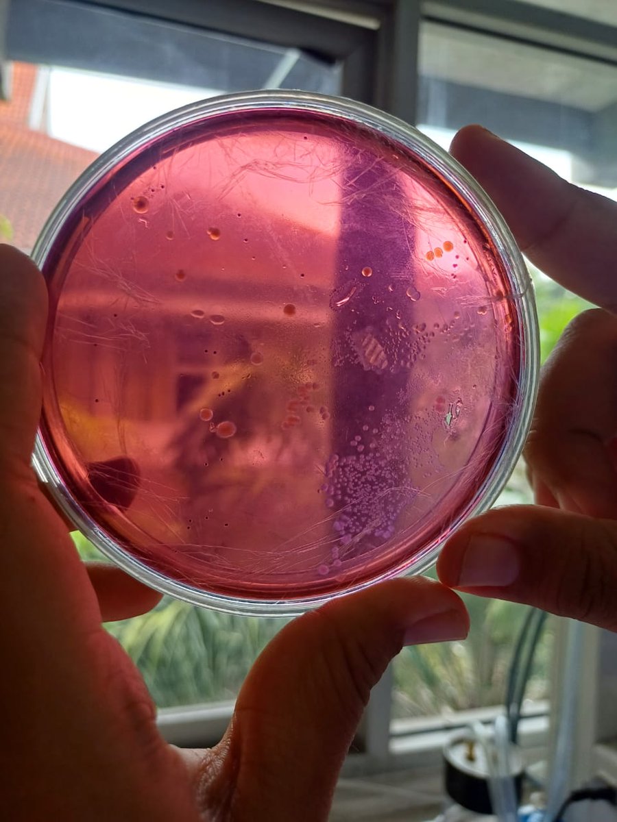 scientissts's tweet image. selamat datang maba bioteknologi um 2025, inilah kehidupan kalian nanti