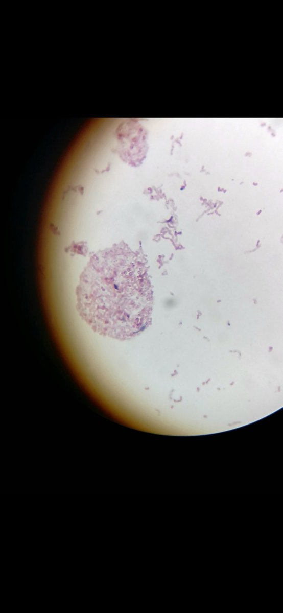 scientissts's tweet image. selamat datang maba bioteknologi um 2025, inilah kehidupan kalian nanti