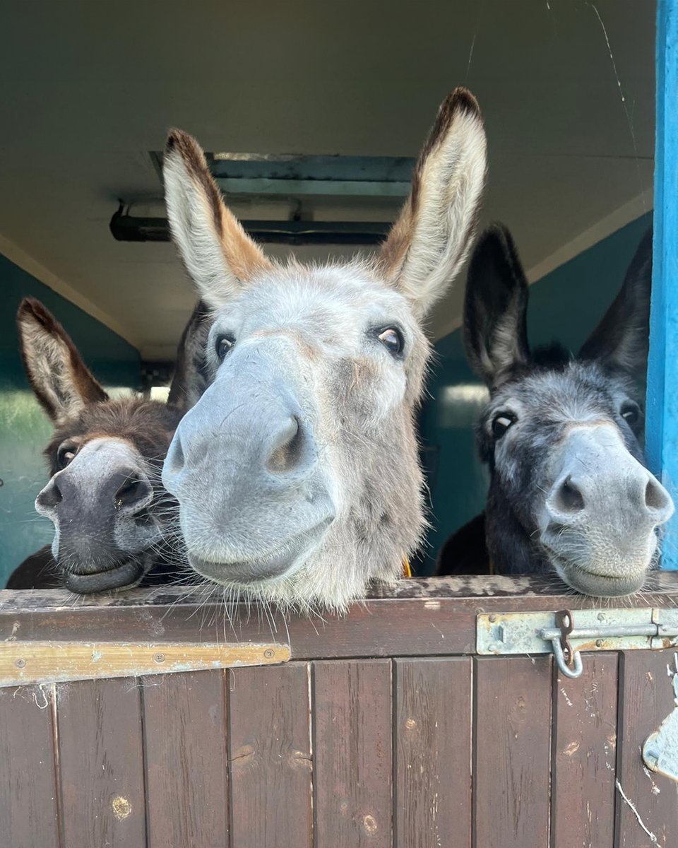 Did someone say carrot? Mary, Molly and Maggie are all ears! 😋
